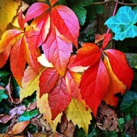 Red & Yellow Leaves of Autumn