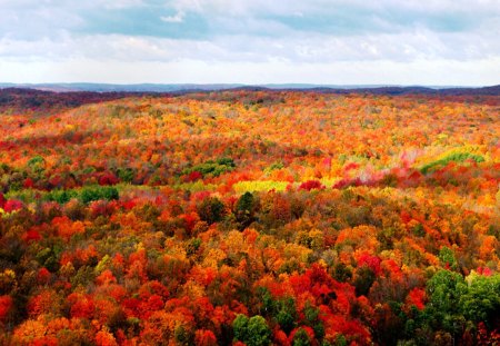 Beautiful Michigan in Autumn - michigan, fall, trees, yellow, autumn, red, colors, orange