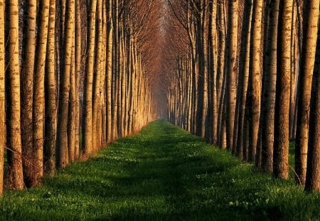 Forest Cathedral - trees, avenue, summer, grass, forest, path, nature, autumn, park, woods