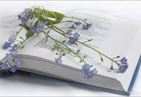 Nu Ma Uita - nu ma uita, flowers, forget me not, blue