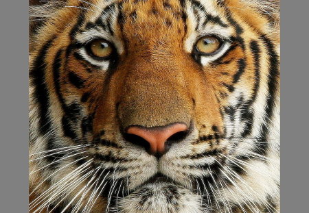 Tiger up close - black, white, orange, tiger, stripes