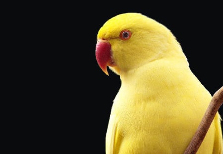 Yellow Parrot - bird, animal, yellow, parrot