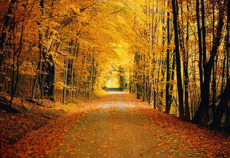 Golden October - sunlight, yellow, autumn, red leaves, road, gold, forest, leaves