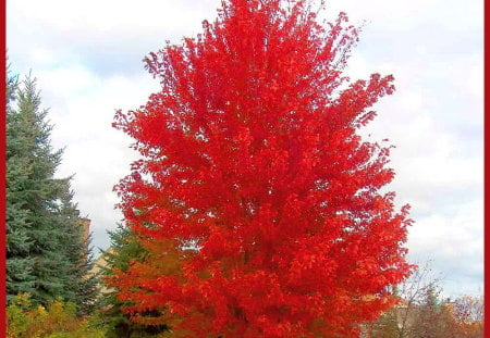 Fall red - red, tree, green, autumn