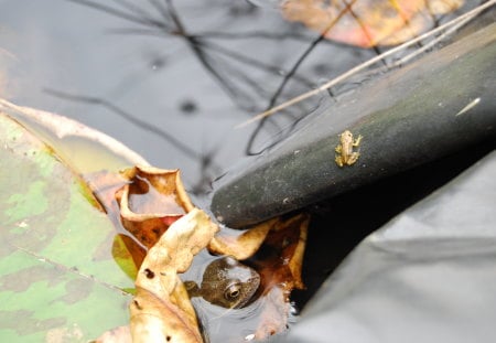 Big Frog Little Frog - frogs, water, lily, pad