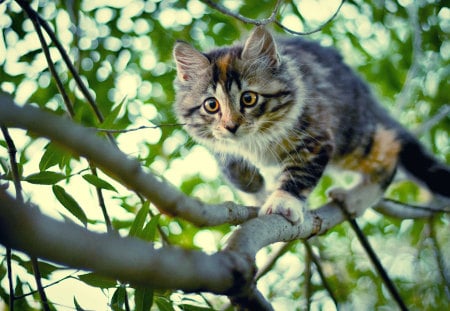 a cat climbing down a tree - trees, kittens, cats, landscapes, limbs, animals