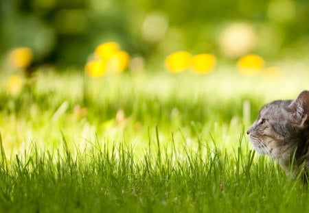 a cat looking into a tree - looking, cats, trees, kittens