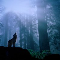 a wolf howling to his pack