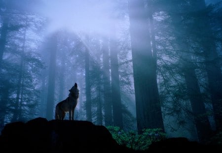 a wolf howling to his pack - wolves, landscape, howling, lone, night