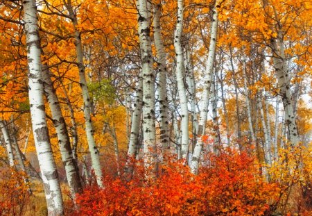 White Birches - fall, trees, birch, red, colors, forest, orange