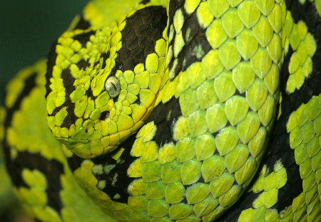 snake - animal, snake, green, beautiful