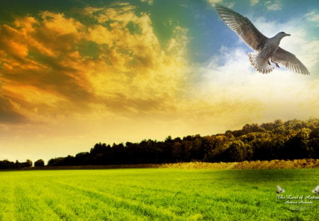 Dove of freedom - bird, dove, landscape, grass, field