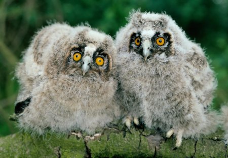 Little owls - animal, owl, cute, bird