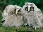 Little owls