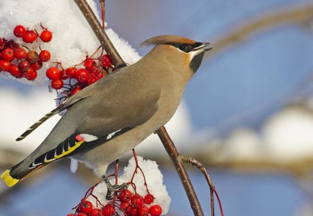 Bird - animal, nature, bird, fruit