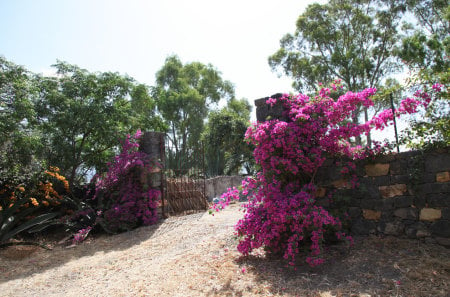 Bougavillea - bouganvillea, gate, purple, garden