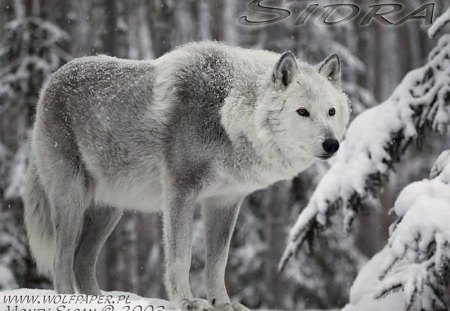 Sidra stalking her prey - sidra, wolves, winter wolves, winter