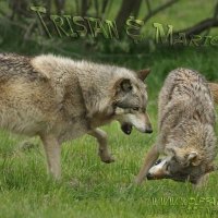 tristan and marion playing around