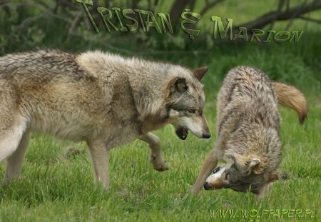 tristan and marion playing around - wolves, marion, tristan, playing