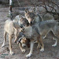 stobnicka,gromadka,and lato playing together
