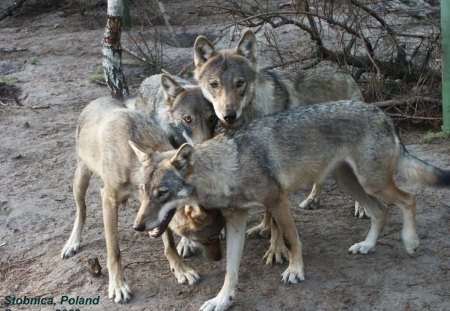 stobnicka,gromadka,and lato playing together - stobicka, lato, gromadka, wolves