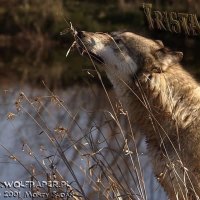 tristan sniffing marsh grass