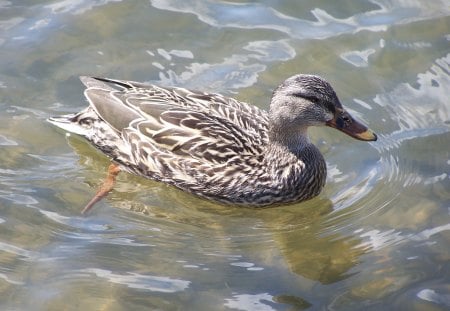 Mallard Hen - duck, lake, hen, water, mallard