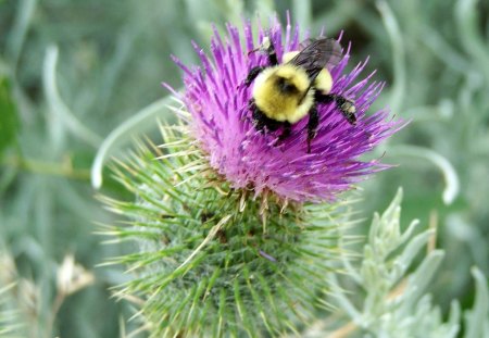 Busy Bee - bee, feeding, purple, canada thistle, flower