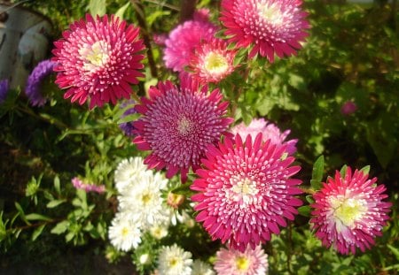 Autumn_Flowers - my garden, nature, pink flowers, beautiful