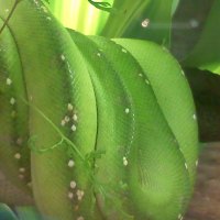 green boa