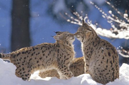 Cute Lynx cats - cats, snow, winter, cute, playing, lynx