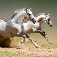 amazing white stallion