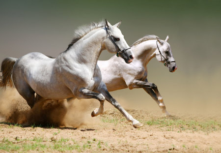 amazing white stallion - stallion, white, horse, amazing