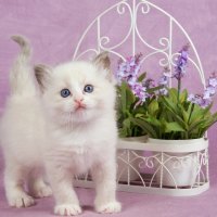Lovely Ragdoll Kitten