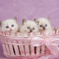 Three Cute Ragdolls