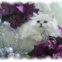 Lovely Persian Cat