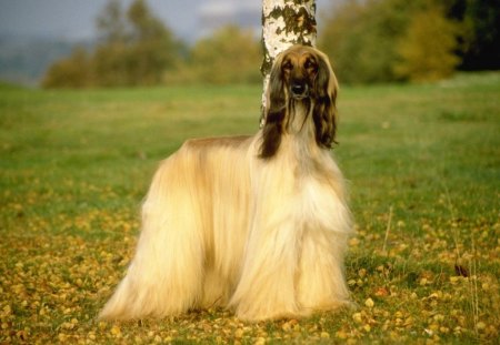 Lovely Afghan Hound - afghan hound, autumn, dog, grass, lovely