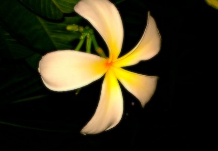 Yellow flower - white, nature, flowers, yellow