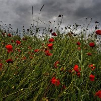 Poppy Field