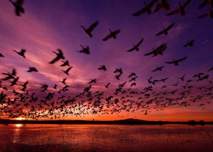 Birds in Flight Sunset - flying, sky, ocean, beach, clouds, flock, sunset, birds