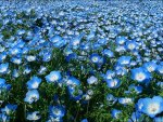 Blue Flowers