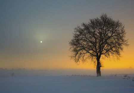 Lonely tree - tree, wallpaper, photo, fondo