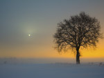 Lonely tree