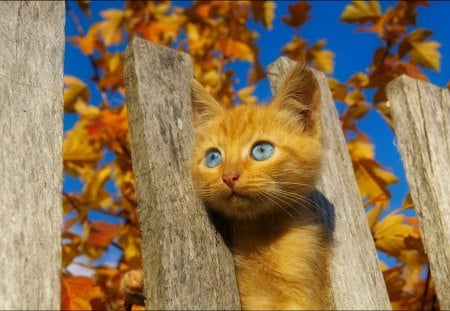 Curious Kitten - cat, blue, eyes, kitten