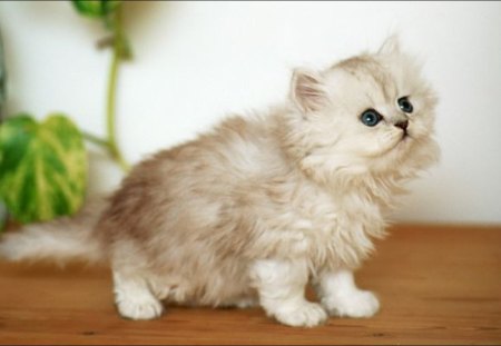 Sweet Kitten - white, kitten, sweet, animals