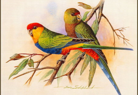 RED CAPPED PARROT'S