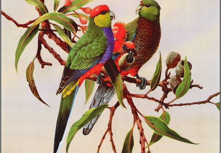 RED CAPPED PARROT'S - pair, female, male, gum tree