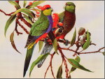 RED CAPPED PARROT'S