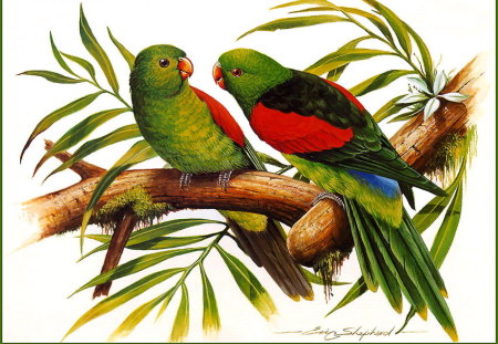 REDWINGED PARROT'S - male, female, green, red wings