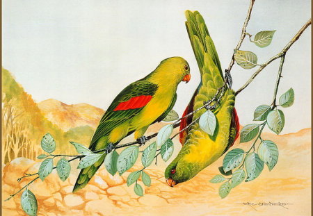 REDWINGED PARROT'S - hanging, branch, pair, leaves